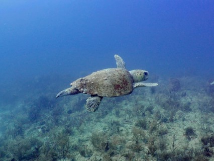 A loggerhead sea turtle (Caretta caretta) swims above the seabed in the clear blue water, Breakers