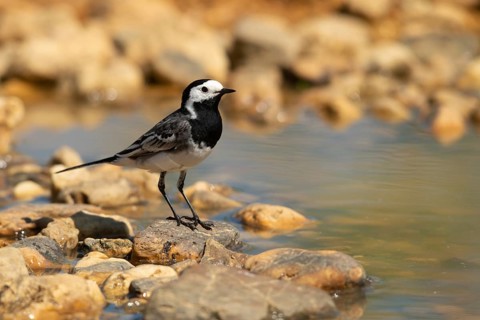 Wagtail, Motacilla Alba, White Wagtail, Bath, Bird Bath, Birds, Passeri, Songbirds, Potion,