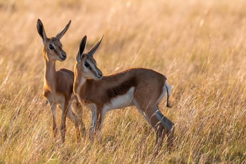 Cute young animals, springbok (Antidorcas marsupialis) in meadow, Mountain Zebra National Park,