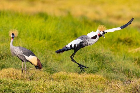 Crowned Crane (Balearica regulorum) courtship behavier South Luangwa NP Zambia August