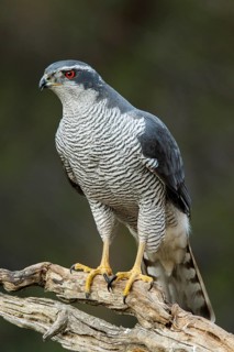 Northern Goshawk (Accipiter gentilis), adult male, Castile and Leon, Spain
