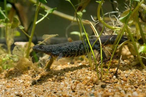 Great crested newt, crested newt, northern crested newt, Triturus cristatus, amphibians,