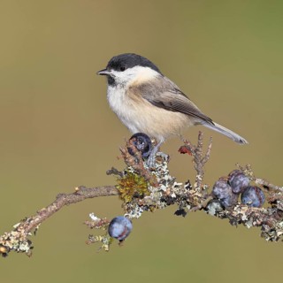 Marsh tit, (Parus palustris), sitting on a branch in a blackthorn bush, (Prunus spinosa), sloes,