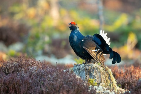 Black grouse (Lyrurus tetrix), black grouse courtship in Sweden, Fågelsjö, Gävleborgs län, Sweden