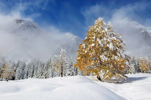 Beech tree with yellow autumn foliage on a snow-covered alpine pasture against a backdrop of