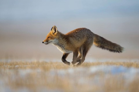 Fox, red fox (Vulpes vulpes), biotope, habitat, foraging, young animal, cubs