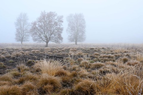 Birches in winter Rehdener Geestmoor in fog, Diepholzer Moorniederung, Rehden, Lower Saxony,