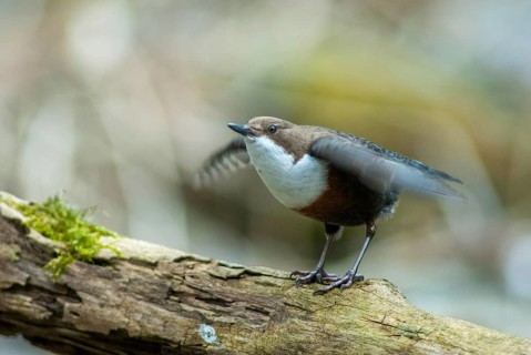 Cinclus cinclus, dippers, dippers, courtship behavior, birds, courtship display, female, passeri,