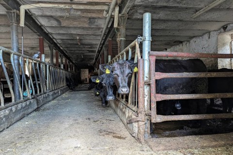 HGermany, July 30th 2026: Black Angus cattle inside an old run-down barn