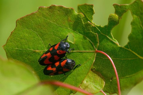 Blood cicada, cercopis vulnerata, cicadomorpha, common blood cicada, hemiptera, red-and-black