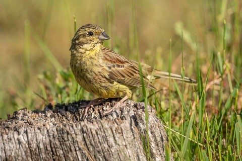 Yellowhammer Yellow Bunting (Emberiza citrinella) sits on a pile of wood. Green grass surrounds it.