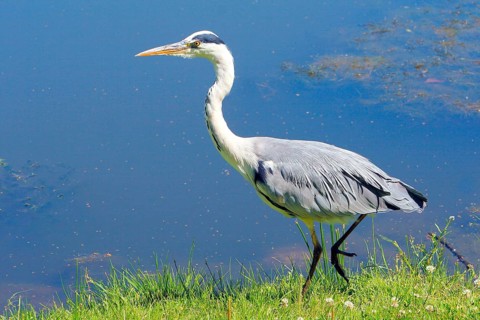 Animals, birds, herons, grey heron (Ardea cinerea), biotope, habitat, foraging