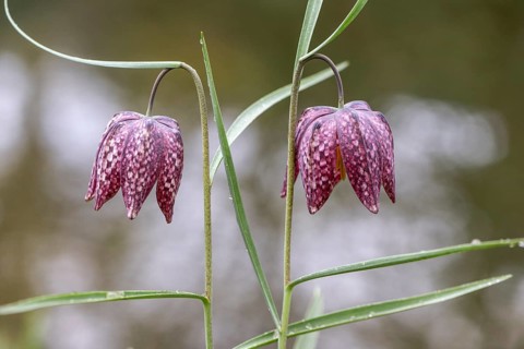 Snake's Head Fritillary (Fritillaria meleagris), Emsland, Lower Saxony, Germany