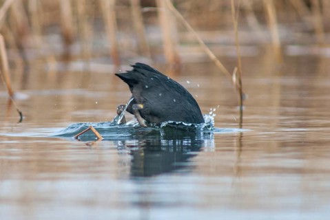 Eurasian Coot Coot, Fulica Atra, Birds, Coot Rail, Gruiformes, Crane Birds, Rails, Rallidae, Birds,