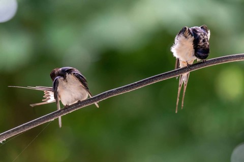 Hirundo rustica, barn swallow, birds, plumage care, passeri, swallows, songbirds, songbirds, birds