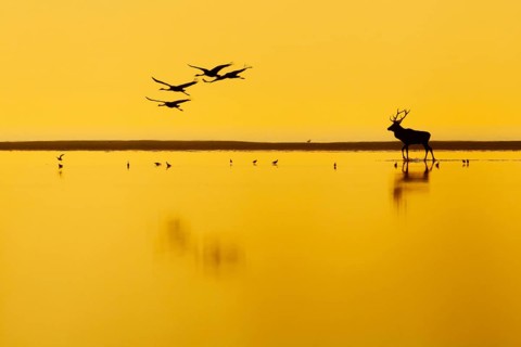 A red deer (Cervus elaphus) strides across the mudflats during the rutting season in the