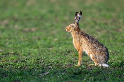 European hare (Lepus europaeus), Dümmer, Hüde, Lower Saxony, Germany