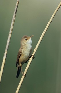 Acrocephalus Scirpaceus, Reed Warbler, Birds, Singing, High Size, Portrait, Leo, Male, Male,