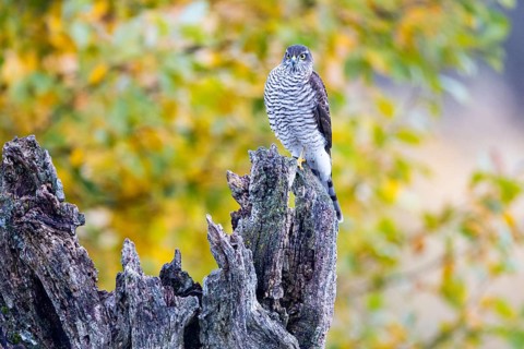 Sparrowhawk (Accipiter nisus) Germany
