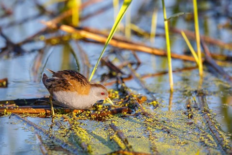 Little Crake (Porzana parva) male foraging, Lesvos, Greece