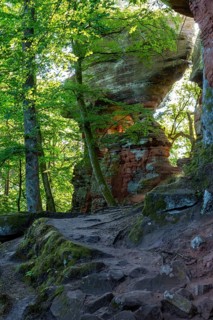 Coloured sandstone rock, beech (Fagus), beech family (Fagaceae), Altschlossfelsen, Dahn, Dahner