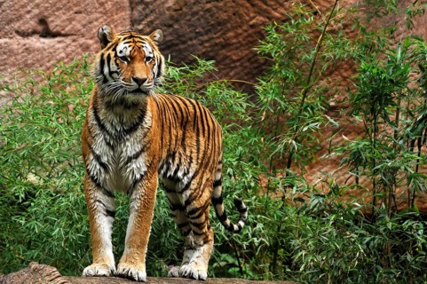 A Siberian tiger (Panthera tigris altaica) with wet fur on a tree trunk, Nuremberg Zoo, Am