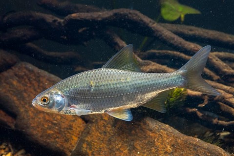 Roach, rutilus rutilus, swan, feather, fish, fishes, pisces