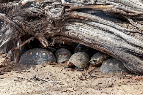 Several tortoises are resting on sandy ground beneath a large tree trunk: a charcoal tortoise,