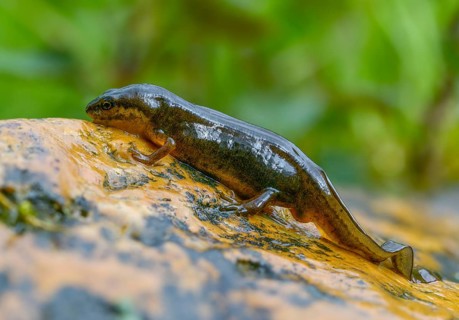 Lissotriton vulgaris, smooth newt, triturus vulgaris, amphibians, amphibians, country traditional