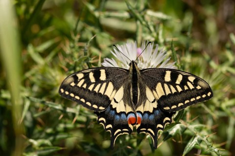 Granelli, Italy, Pantani Cuba and Longarini, Papilio Machaon, Swallowtail, Swallowtail, Migratory
