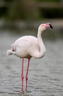 A greater flamingo (Phoenicopterus roseus), standing in the water, Camargue Regional Nature Park,
