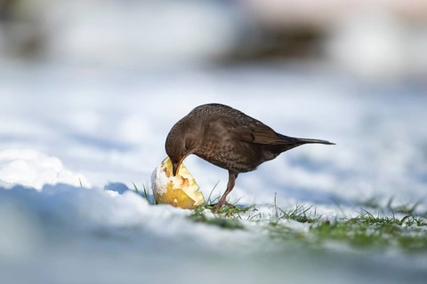 Eurasian blackbird (Turdus merula) adult garden bird feeding on fruit on a snow covered grass lawn