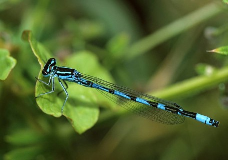 Coenagrion ornatum, ornate flower, azurmaid, damselflies, dragonflies, insects, leo, dragonflies,