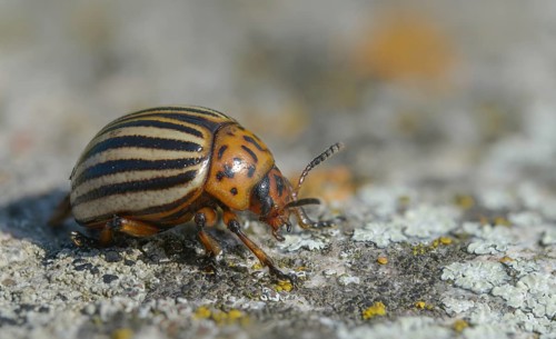 Leaf beetle, chrysomelidae, Colorado beetle, Colorado potato beetle, potato beetle, leptinotarsa