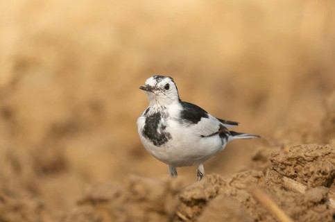 A white wagtail (Motacilla alba) stands on the ground against a blurred background, Sreepur,