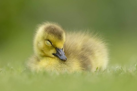Canada goose (Branta canadensis) juvenile baby gosling bird sleeping on grass, England, United