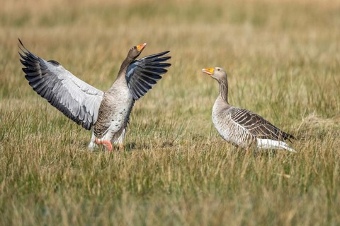 Greylag Goose (Anser anser), Dümmer, Lembruch, Lower Saxony, Germany