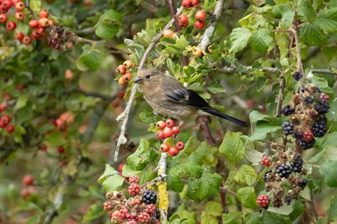 Eurasian bullfinch (Pyrrhula pyrrhula) juvenile bird in a hedgerow with red berries and
