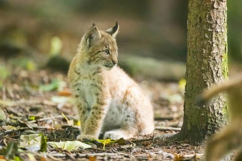 Eurasian lynx (Lynx lynx) youngsters (cub) sitting in a forest, Bavaria, Germany