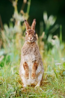 Wild rabbit (Oryctolagus cuniculus) sitting upright in a meadow, North Rhine-Westphalia, Germany