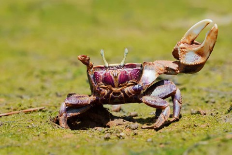 European fiddler crab (Uca tangeri), male, Algarve, Portugal