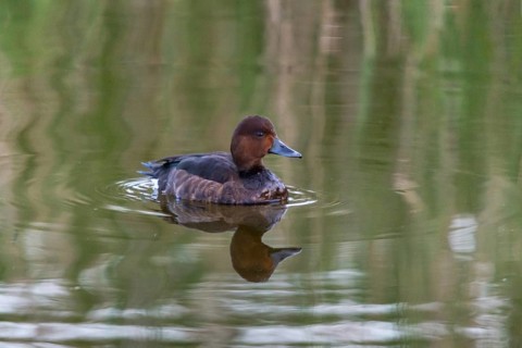 Aythya Nyroca, Ferruginous Duck, Granelli, Italy, Pantano Longarini Lagoon, Moor Duck, Pantani Cuba