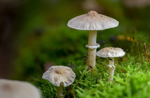 Cystoderma carcharias, pearly powdercap, strong creeping granule umbrella, smelly granule umbrella,