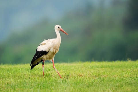 White stork (Ciconia ciconia) in a meadow, Baden-Württemberg, Germany