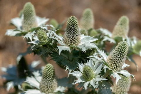 Apiaceae, umbels, ivory man litter, ivory thistle, eryngium giganteum, Miss Willmott's Ghost,