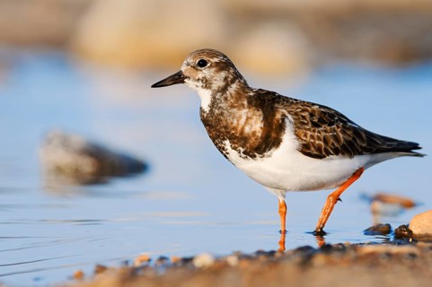 Ruddy turnstone (Arenaria interpres), Fuerteventura, Canary Islands, Spain