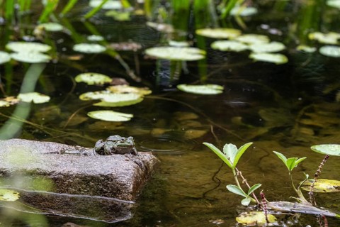 Pool frog (Rana esculenta), Emsland, Lower Saxony, Germany