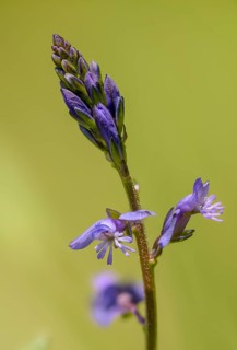 Common cruciferous, common cruciferous, cruciferous, cruciferous, cruciferous plant, polygala