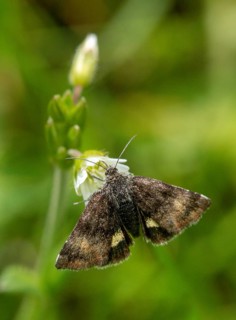 Owl moth, hornwort sunowl, hornwort mulch, noctuidae, panemeria tenebrata, butterfly, high size,