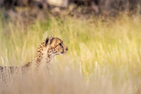 Cheetah (Acinonyx jubatus). Female. Kalahari Desert, Kgalagadi Transfrontier Park, South Africa